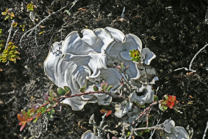 D:\DataFoto\Foto's - Reizen\2024-03-01 Colombia (herschikt)\14 Valle de los Frailejones (paramo)\Best Of\COL_1201y.jpg