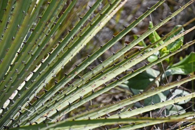 D:\DataFoto\Foto's - Reizen\2024-03-01 Colombia (herschikt)\14 Valle de los Frailejones (paramo)\Best Of\COL_1165y.jpg