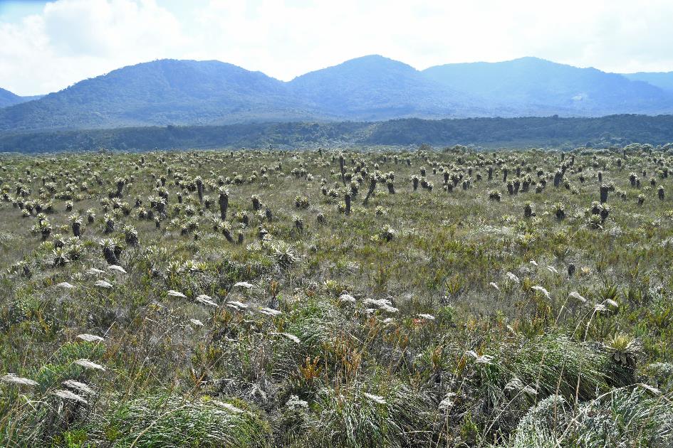 D:\DataFoto\Foto's - Reizen\2024-03-01 Colombia (herschikt)\14 Valle de los Frailejones (paramo)\Best Of\COL_1196y.jpg