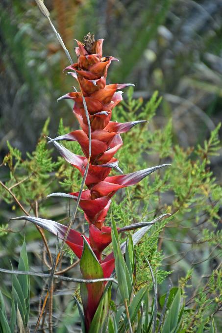 D:\DataFoto\Foto's - Reizen\2024-03-01 Colombia (herschikt)\14 Valle de los Frailejones (paramo)\Best Of\COL_1174y.jpg