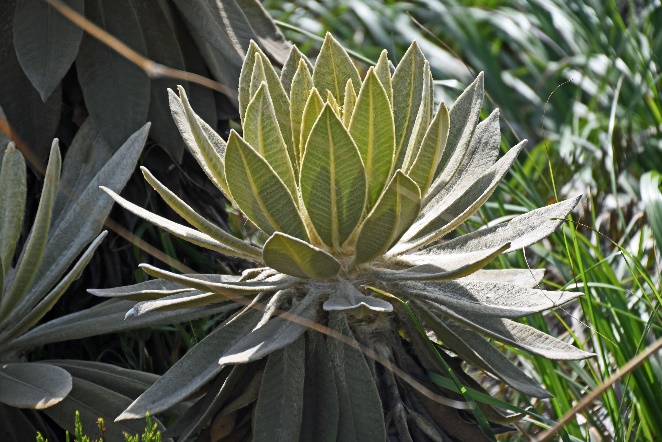 D:\DataFoto\Foto's - Reizen\2024-03-01 Colombia (herschikt)\14 Valle de los Frailejones (paramo)\Best Of\COL_1178y.jpg