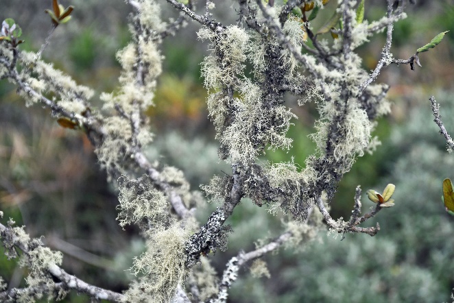 D:\DataFoto\Foto's - Reizen\2024-03-01 Colombia (herschikt)\14 Valle de los Frailejones (paramo)\Best Of\COL_1170y.jpg