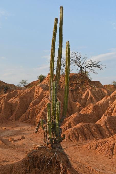 D:\DataFoto\Foto's - Reizen\2024-03-01 Colombia (herschikt)\38 Tatacoawoestijn\Best Of\COL_2452y.jpg