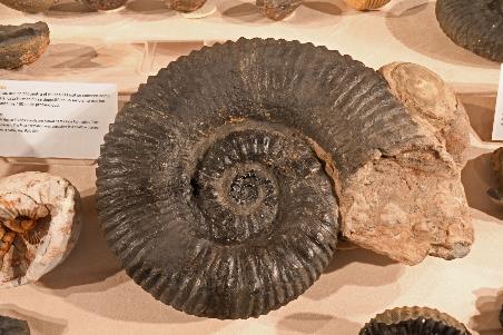 D:\DataFoto\Foto's - Reizen\2024-03-01 Colombia (herschikt)\50 El Fossil\Best Of\COL_3771y.jpg