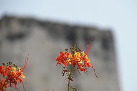 D:\DataFoto\Foto's - Reizen\2024-03-01 Colombia (herschikt)\67 Cartagena Wandeling\Best Of\COL_4852y.jpg