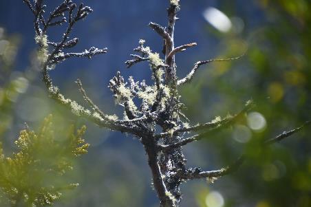 D:\DataFoto\Foto's - Reizen\2024-10-31b Tasmanie\56 Cradle Mountain Dove Lake\Best Of\AUT_3418y.jpg