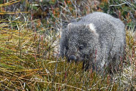 D:\DataFoto\Foto's - Reizen\2024-10-31b Tasmanie\57 Cradle Mountain Wombats\Best Of\AUT_3649y.jpg