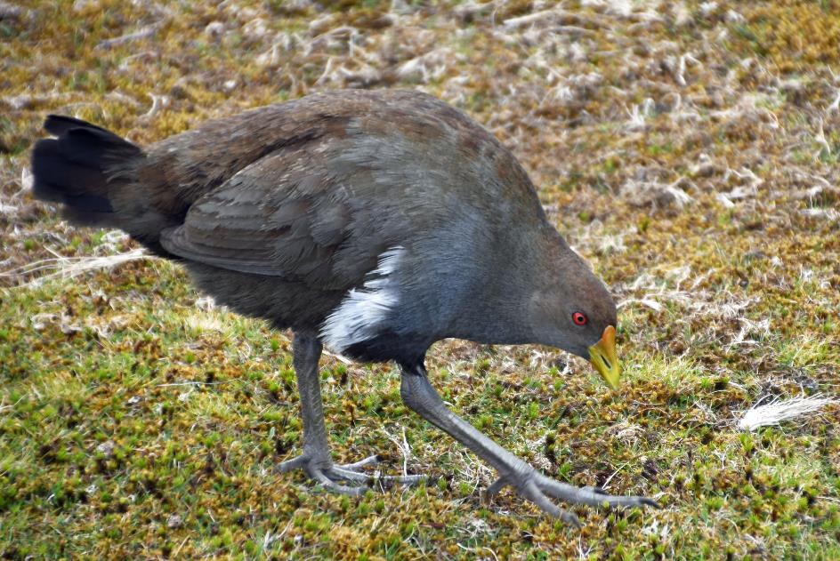 D:\DataFoto\Foto's - Reizen\2024-10-31b Tasmanie\58 Cradle Mountain Vogels\Best Of\AUT_3714y.jpg