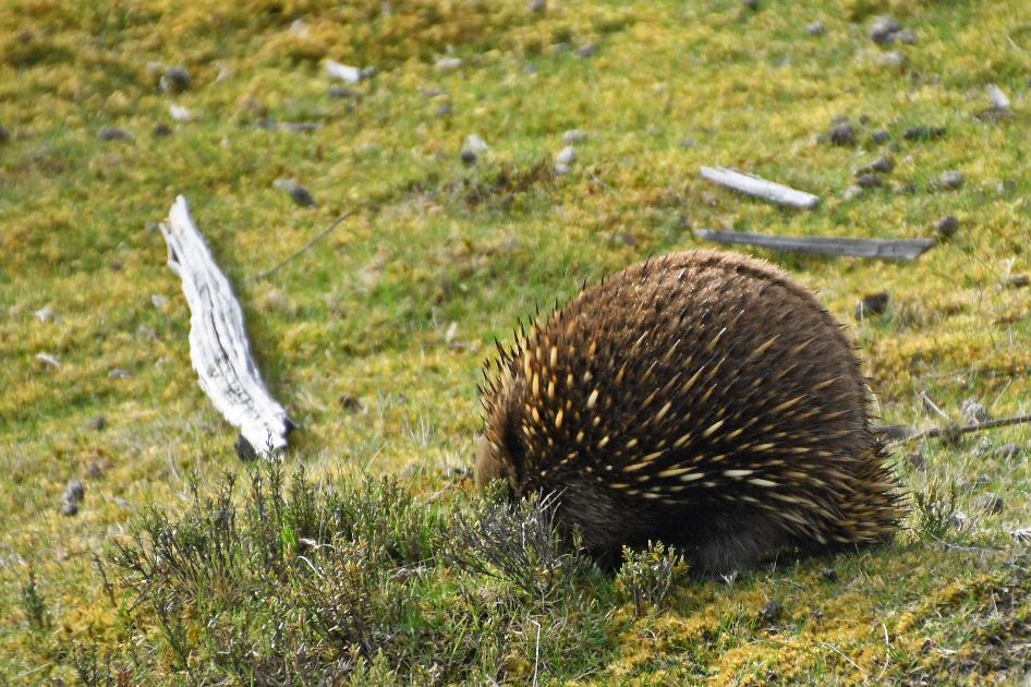 D:\DataFoto\Foto's - Reizen\2024-10-31b Tasmanie\59 Cradle Mountain Mierenegel\Best Of\AUT_3735y.jpg