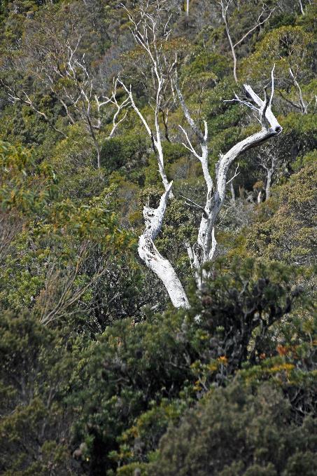 D:\DataFoto\Foto's - Reizen\2024-10-31b Tasmanie\56 Cradle Mountain Dove Lake\Best Of\AUT_3449y.jpg