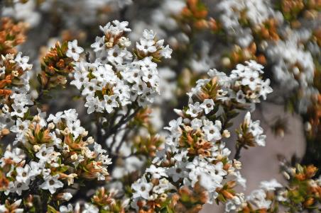 D:\DataFoto\Foto's - Reizen\2024-10-31b Tasmanie\56 Cradle Mountain Dove Lake\Best Of\AUT_3350y.jpg