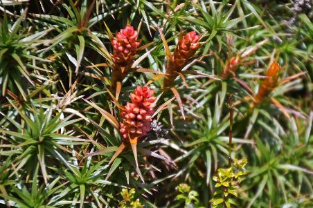 D:\DataFoto\Foto's - Reizen\2024-10-31b Tasmanie\56 Cradle Mountain Dove Lake\Best Of\AUT_3413y.jpg