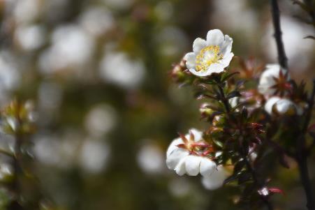 D:\DataFoto\Foto's - Reizen\2024-10-31b Tasmanie\56 Cradle Mountain Dove Lake\Best Of\AUT_3367y.jpg