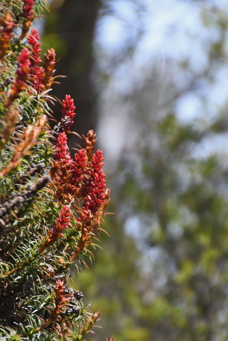 D:\DataFoto\Foto's - Reizen\2024-10-31b Tasmanie\56 Cradle Mountain Dove Lake\Best Of\AUT_3416s.jpg