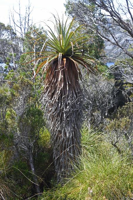 D:\DataFoto\Foto's - Reizen\2024-10-31b Tasmanie\56 Cradle Mountain Dove Lake\Best Of\AUT_3458y.jpg