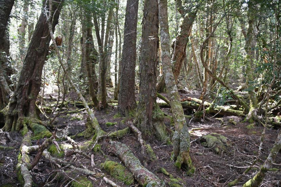 D:\DataFoto\Foto's - Reizen\2024-10-31b Tasmanie\56 Cradle Mountain Dove Lake\Best Of\AUT_3474y.jpg