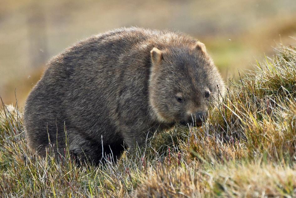 D:\DataFoto\Foto's - Reizen\2024-10-31b Tasmanie\57 Cradle Mountain Wombats\Best Of\AUT_3562y.jpg