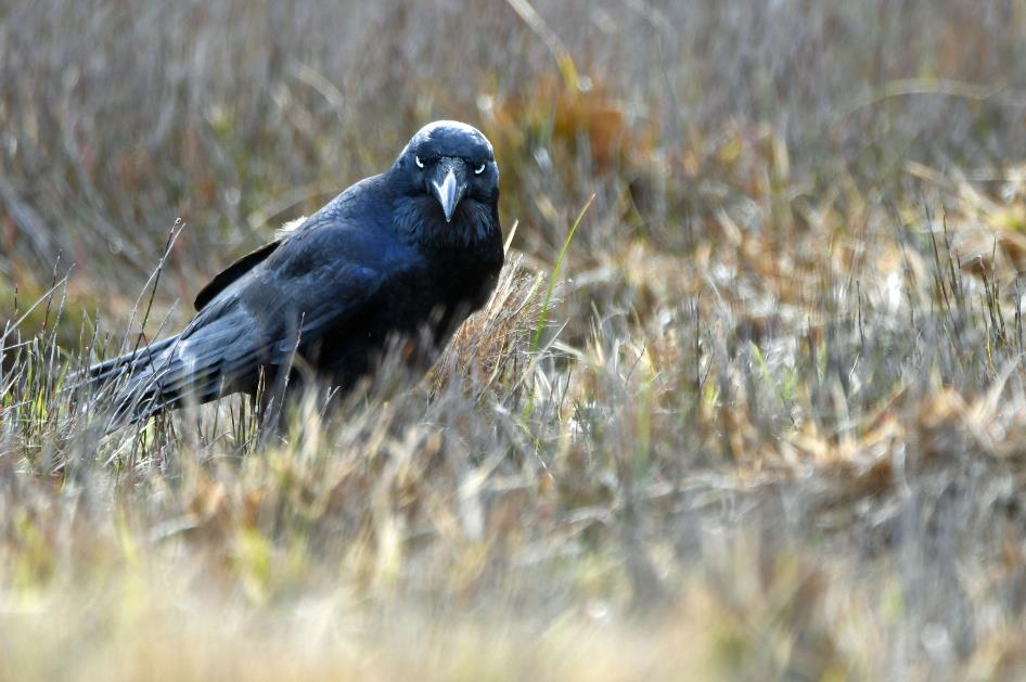 D:\DataFoto\Foto's - Reizen\2024-10-31b Tasmanie\58 Cradle Mountain Vogels\Best Of\AUT_3641y.jpg