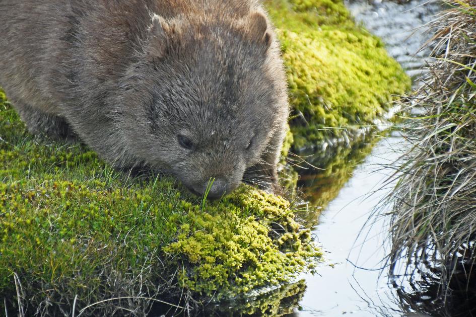 D:\DataFoto\Foto's - Reizen\2024-10-31b Tasmanie\57 Cradle Mountain Wombats\Best Of\AUT_3627y.jpg