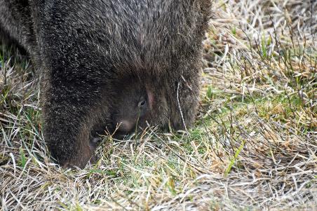 D:\DataFoto\Foto's - Reizen\2024-10-31b Tasmanie\57 Cradle Mountain Wombats\Best Of\AUT_3678y.jpg