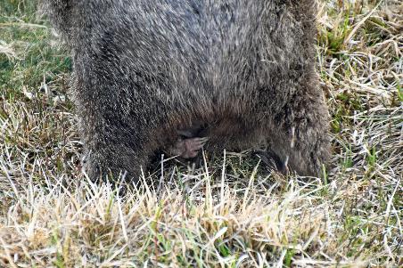 D:\DataFoto\Foto's - Reizen\2024-10-31b Tasmanie\57 Cradle Mountain Wombats\Best Of\AUT_3690y.jpg