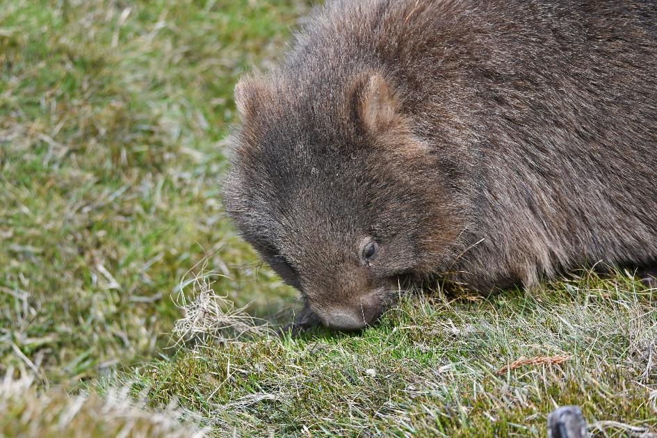 D:\DataFoto\Foto's - Reizen\2024-10-31b Tasmanie\57 Cradle Mountain Wombats\Best Of\AUT_3579y.jpg