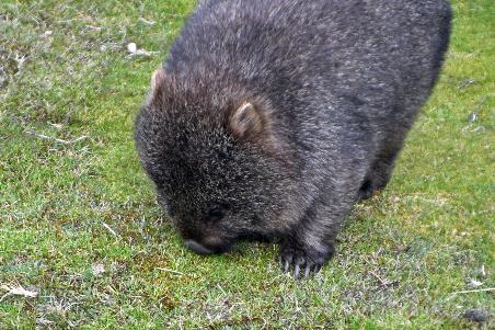 D:\DataFoto\Foto's - Reizen\2024-10-31b Tasmanie\57 Cradle Mountain Wombats\Best Of\AUT_3663y.jpg