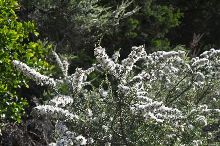 D:\DataFoto\Foto's - Reizen\2024-10-31b Tasmanie\67 Freycinet NP Honeymoon Beach\Best Of\AUT_4108y.jpg