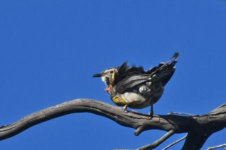 D:\DataFoto\Foto's - Reizen\2024-10-31b Tasmanie\67 Freycinet NP Honeymoon Beach\Best Of\AUT_4112y.jpg