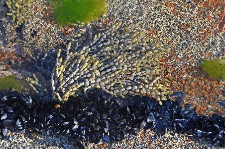 D:\DataFoto\Foto's - Reizen\2024-10-31b Tasmanie\67 Freycinet NP Honeymoon Beach\Best Of\AUT_4050y.jpg