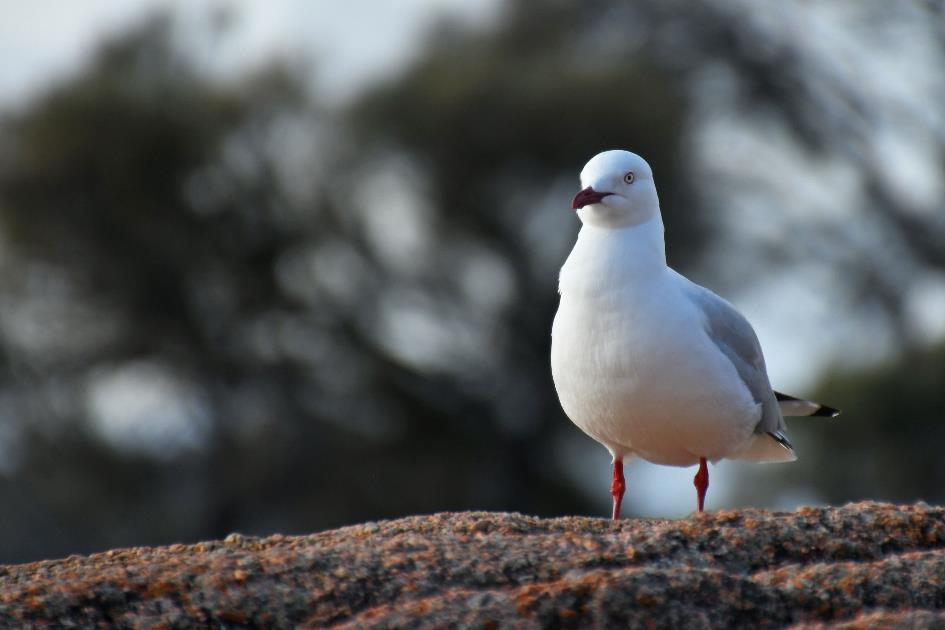 D:\DataFoto\Foto's - Reizen\2024-10-31b Tasmanie\67 Freycinet NP Honeymoon Beach\Best Of\AUT_4440y.jpg