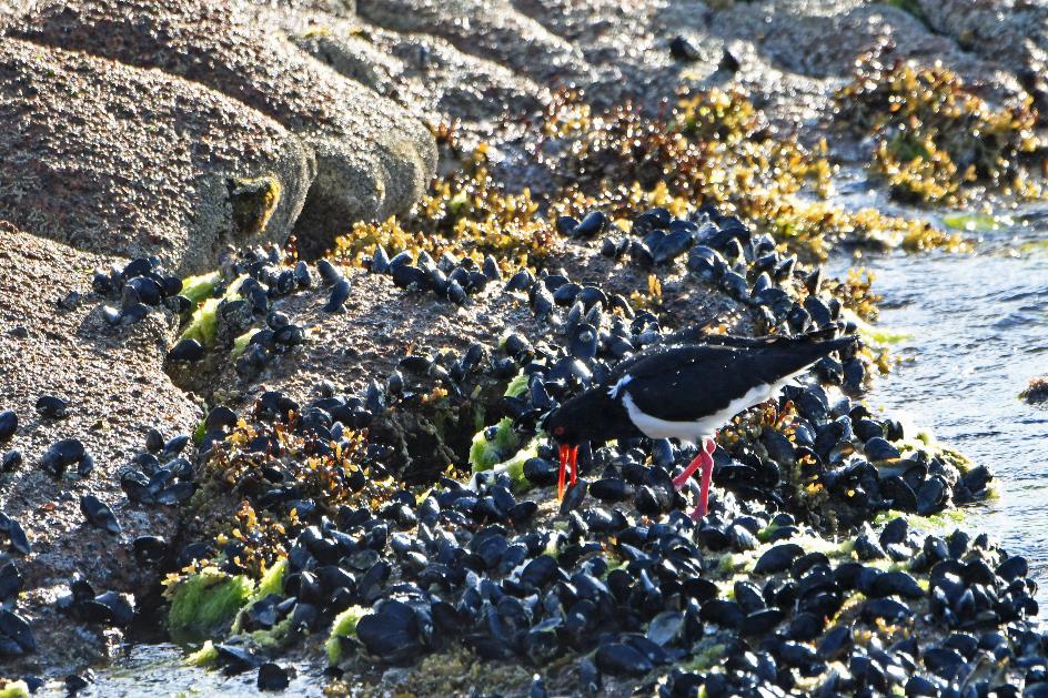 D:\DataFoto\Foto's - Reizen\2024-10-31b Tasmanie\67 Freycinet NP Honeymoon Beach\Best Of\AUT_4067y.jpg