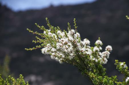 D:\DataFoto\Foto's - Reizen\2024-10-31b Tasmanie\69 Freycinet NP Wineglass Bay\Best Of\AUT_4230y.jpg