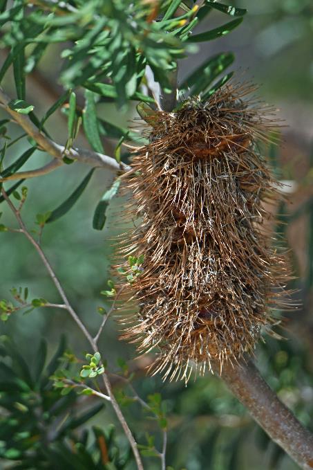 D:\DataFoto\Foto's - Reizen\2024-10-31b Tasmanie\69 Freycinet NP Wineglass Bay\Best Of\AUT_4251y.jpg