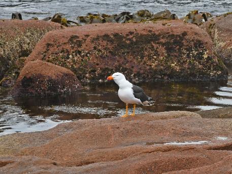 D:\DataFoto\Foto's - Reizen\2024-10-31b Tasmanie\71 Freycinet NP Sleepy Bay\Best Of\AUT_4364q.jpg