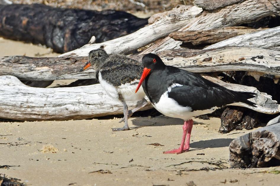 D:\DataFoto\Foto's - Reizen\2024-10-31b Tasmanie\72 Freycinet NP Richardsons Beach\Best Of\AUT_4415y.jpg