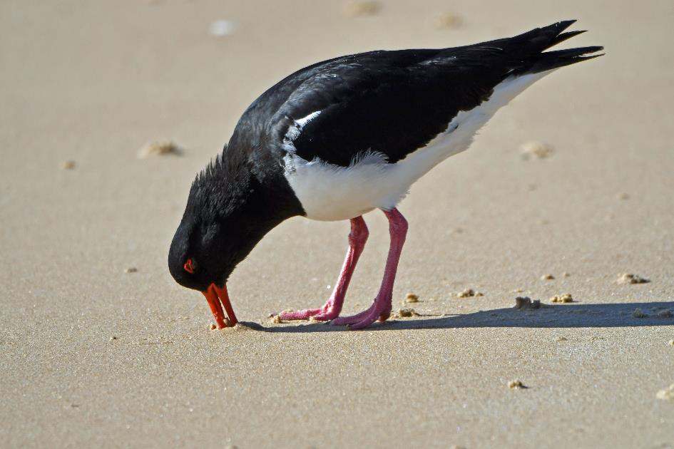 D:\DataFoto\Foto's - Reizen\2024-10-31b Tasmanie\72 Freycinet NP Richardsons Beach\Best Of\AUT_4428y.jpg