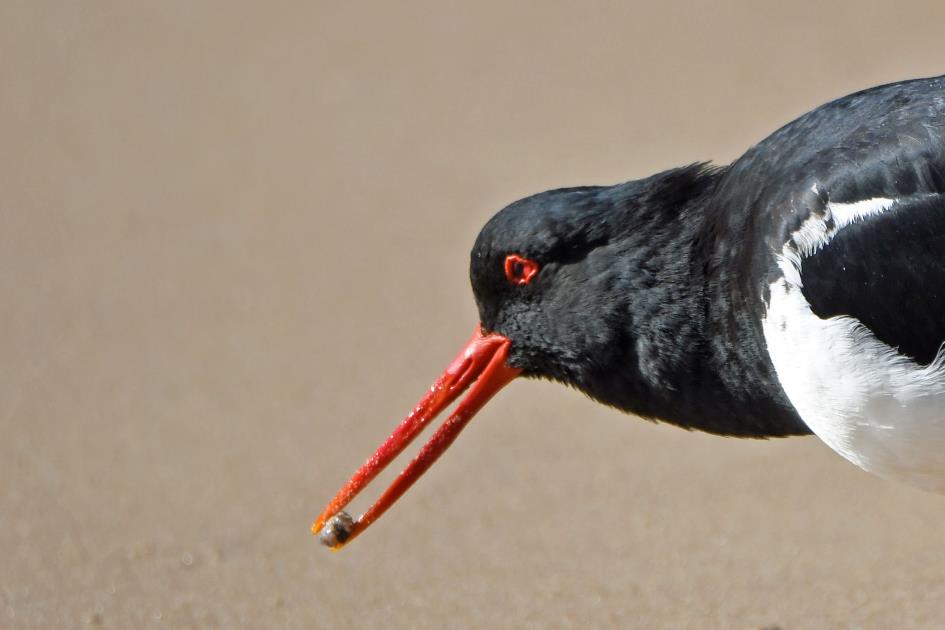 D:\DataFoto\Foto's - Reizen\2024-10-31b Tasmanie\72 Freycinet NP Richardson's Beach\Best Of\AUT_4429y.jpg