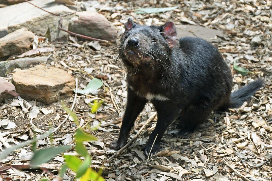 D:\DataFoto\Foto's - Reizen\2024-10-31b Tasmanie\78 Bonorong Wildlife Sanctuary\_Best Of\AUT_4808y.jpg