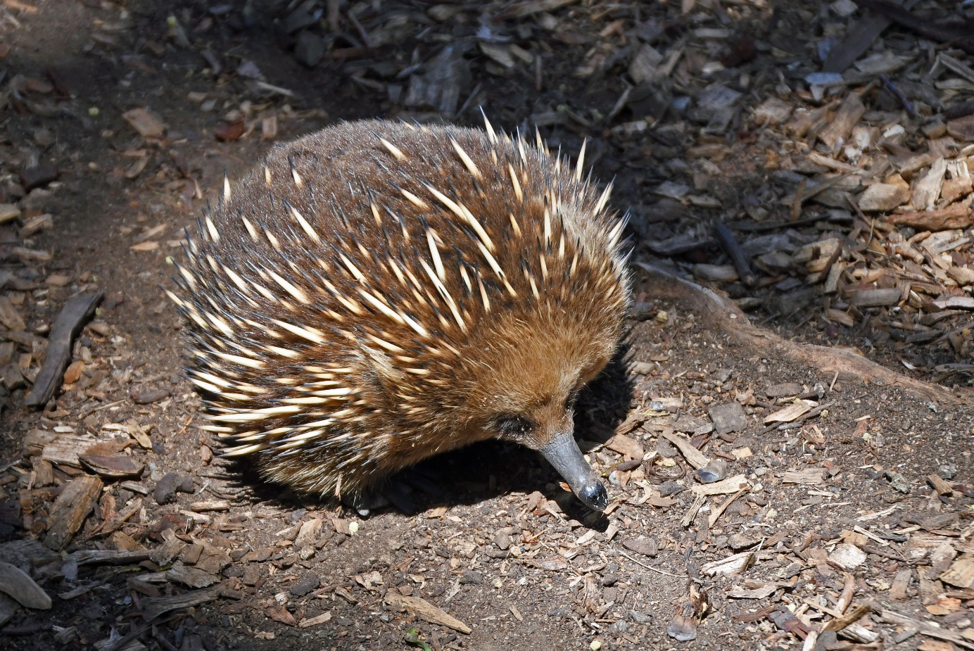 D:\DataFoto\Foto's - Reizen\2024-10-31b Tasmanie\78 Bonorong Wildlife Sanctuary\_Best Of\AUT_4712y.jpg