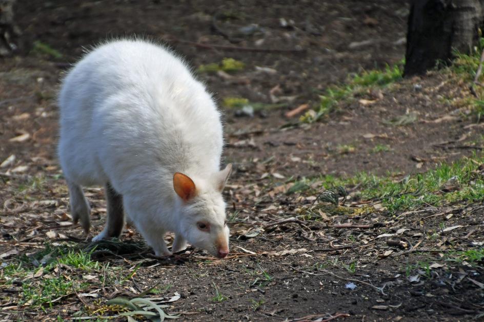 D:\DataFoto\Foto's - Reizen\2024-10-31b Tasmanie\78 Bonorong Wildlife Sanctuary\_Best Of\AUT_4806y.jpg