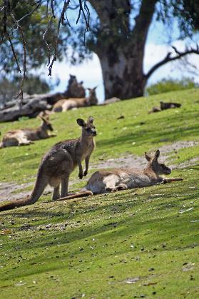 D:\DataFoto\Foto's - Reizen\2024-10-31b Tasmanie\78 Bonorong Wildlife Sanctuary\_Best Of\AUT_4771y.jpg