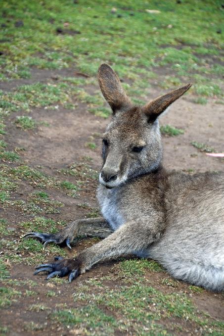 D:\DataFoto\Foto's - Reizen\2024-10-31b Tasmanie\78 Bonorong Wildlife Sanctuary\_Best Of\AUT_4872y.jpg