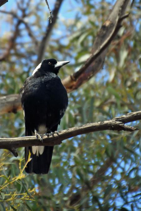 D:\DataFoto\Foto's - Reizen\2024-10-31b Tasmanie\78 Bonorong Wildlife Sanctuary\_Best Of\AUT_4864y.jpg