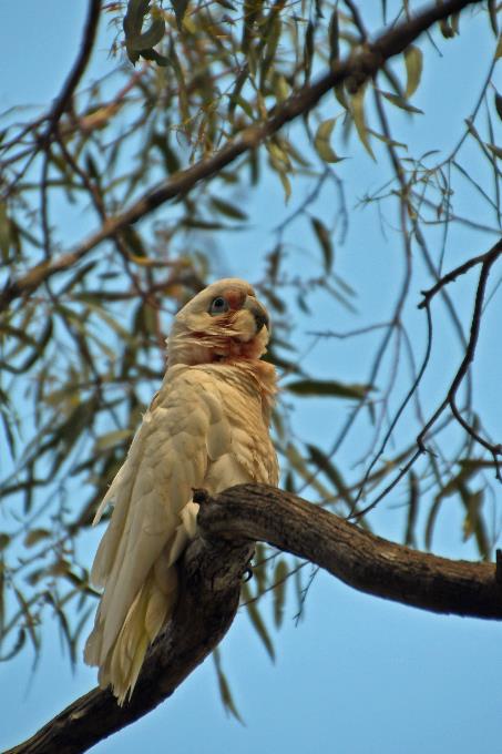 D:\DataFoto\Foto's - Reizen\2024-10-31b Tasmanie\78 Bonorong Wildlife Sanctuary\_Best Of\AUT_4775y.jpg